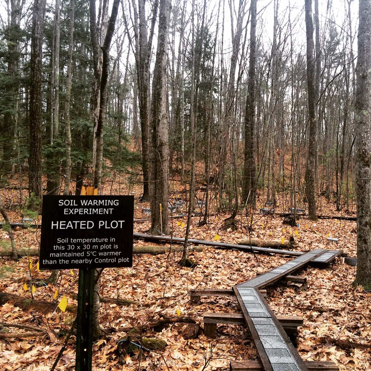 The Harvard Forest Long-term warming experiment.