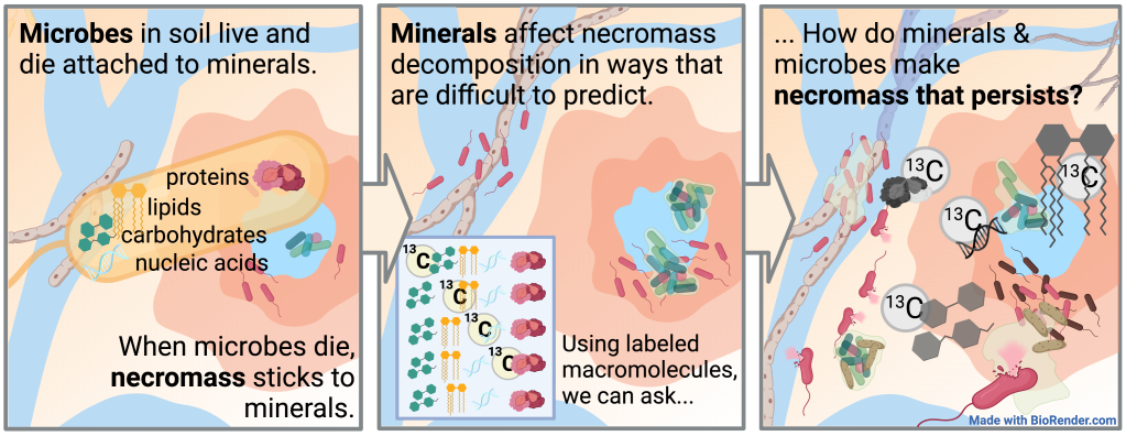 A three panel cartoon depicts the main idea of our new sponsored project. In the first panel, it says that Microbes in soil live and die attached to minerals. When microbes die, neuromas sticks to minerals. In the second panel, it says that Minerals affect neuromas decomposition in ways that are difficult to predict. Using labeled macromolecules, we can ask... and there is an inset cartoon of 13C labeled amino acids, lipids, nucleic acids, and proteins. In the third panel, it says How do minerals and microbes make neuromas that persists? 